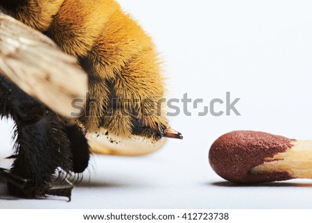 macro of bee sting compare to match isolated on white
