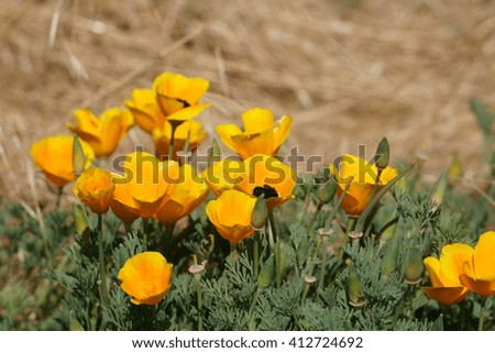California poppies and bumble bee, California