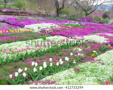 flower field
