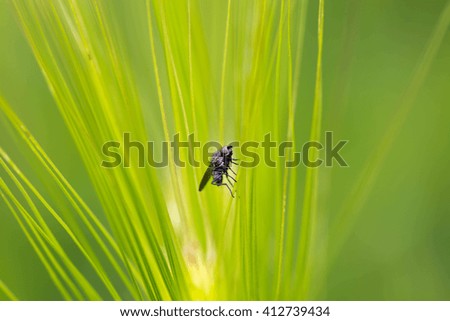 Barley, winged insects