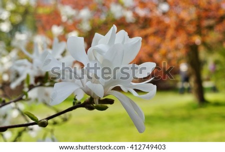 white magnolia - flowering tree
