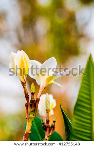 Close up of white Frangipani flowers, Thailand
