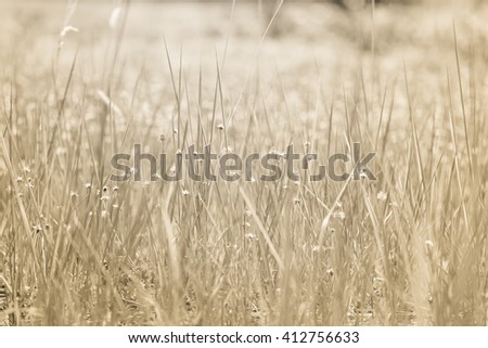 Close up of grass field in the morning natural background.
