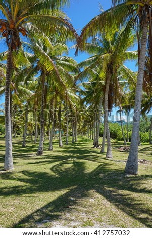Path through coconut palm trees, Huahine, Society Islands, French Polynesia