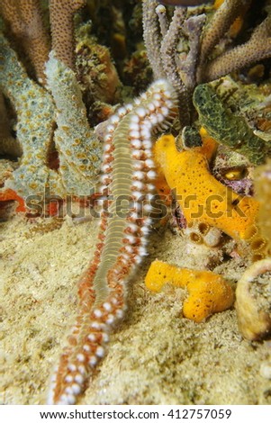 A bearded fireworm, marine bristleworm, Hermodice carunculata, underwater marine life, Caribbean sea