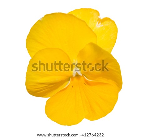 Viola yellow Pansy Flower Isolated on White Background. Object with clipping path.