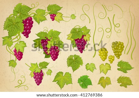 Set of various grape. Hand drawn of grape bunches on old paper stylized background. Green vinous vector illustration