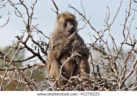 Baboon relaxing and eating fruit