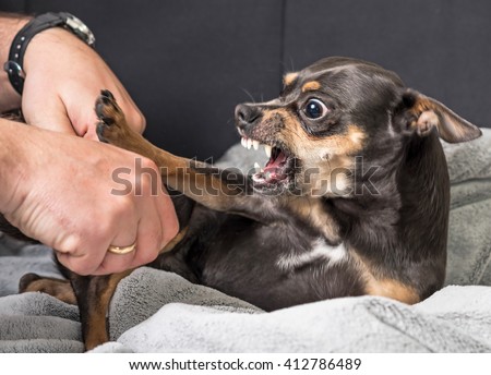 Small dog aggression Royalty-Free Stock Photo #412786489