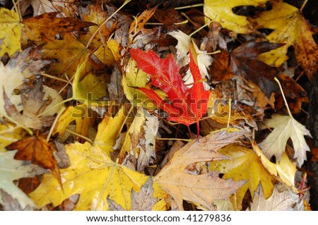 Bright red maple leaf on a stack of yellow ones
