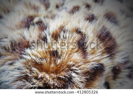 Tiger cat skin fur narrow aperture for selective focus
