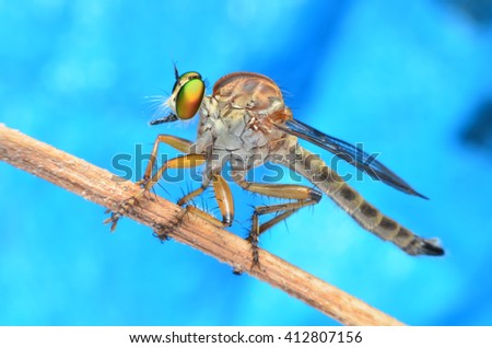 closeup Asilidae, Robber fly waiting for prey on branch