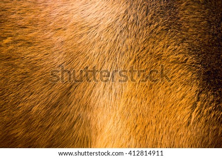 natural  fur texture background