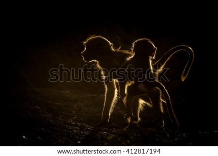 Low key image of chacma baboon playing at sunset with rim lighting