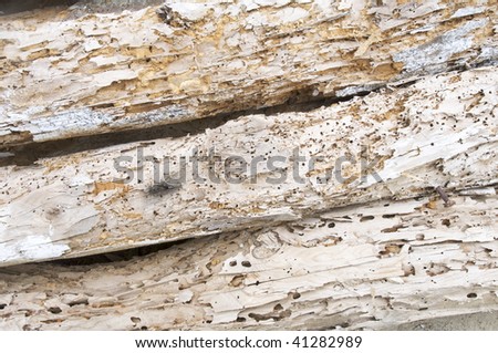 detail of a woodworm beams