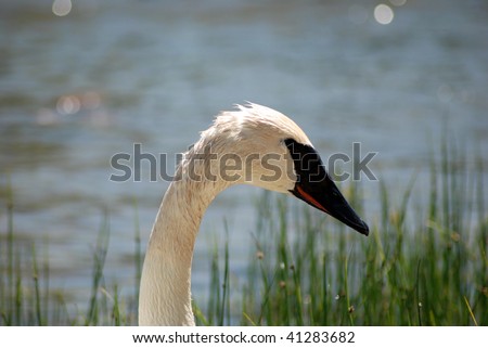 white swan macro