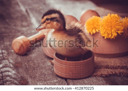 small duckling with egg on the wooden table