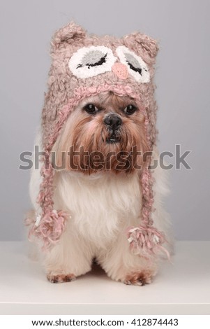 Shih Tzu dog in cute hat with eyes and ears 