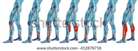 Concept 3D human lower leg anatomy or anatomical and muscle set collection isolated on white background metaphor to body, tendon, fit, foot, strong, biological, gym, fitness, skinless, health medical