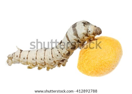Silkworm ( Bombyx mori ) - larva or caterpillar of Silk Moth and cocoon isolated on a white background Royalty-Free Stock Photo #412892788