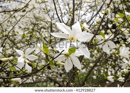 Beautiful white magnolia in spring with soft focus