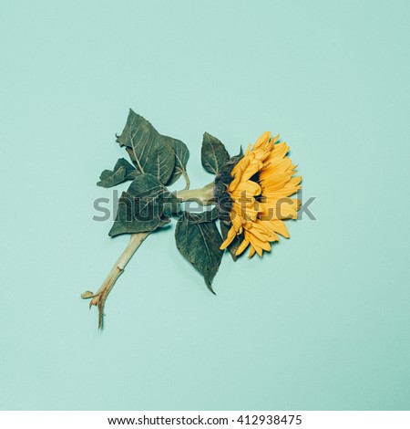 Sunflower on green background. Minimalism Art