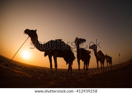 Camel caravan going through the desert during sunset