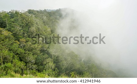 Rainforest in Rainy Season, Thailand