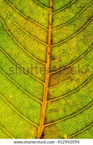 macro shot of abstract leaves for background