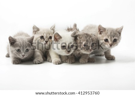 Portrait of group of young Scottish cats . Studio shot. Isolated.