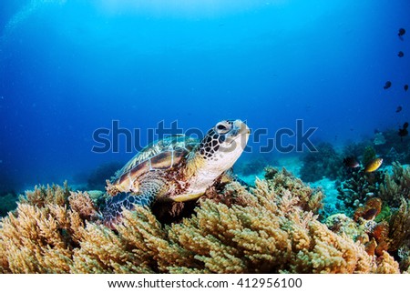 Green Turtle on the sea bed amongst the soft coral.