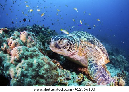 Green Turtle sleeping on the sea bed amongst the coral.