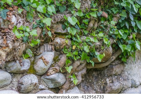 ivy on a stone wall