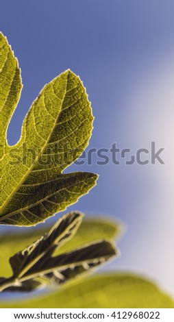 Half leaf 
