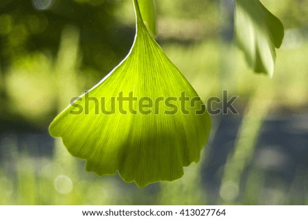 Green Leaf Central Position
