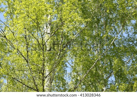 Beautiful birch with green leaves in spring against the sky.
