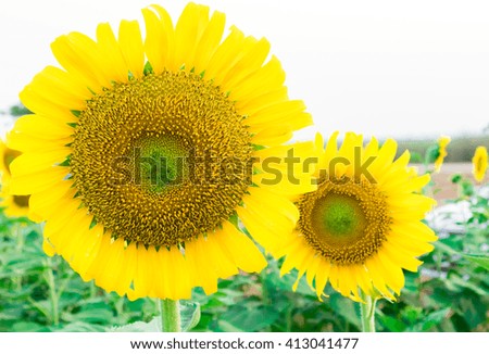 Closeup sunflower, soft and blur focus