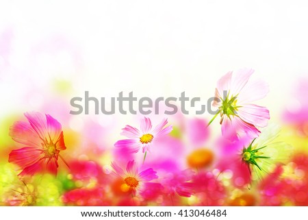 Pink and white cosmos flowers. Floral background.