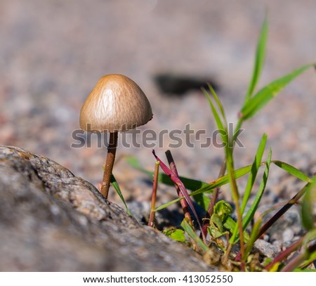 mushroom grows on rocky terrain, side view