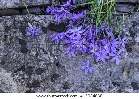 Spring nature background: first subtle snowdrops flowers on rough concrete surface. Concept on urban life vs nature 