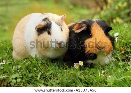 Two cute guinea pigs Royalty-Free Stock Photo #413075458