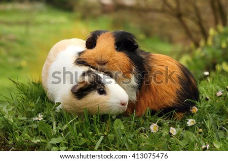 Guinea pig friends Royalty-Free Stock Photo #413075476
