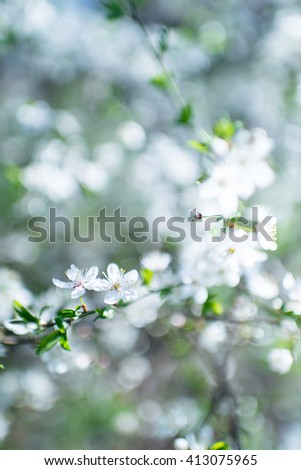 Abstract background with blossom branch