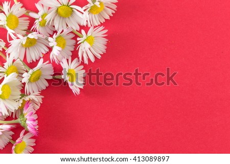 Chamomile flowers on red background