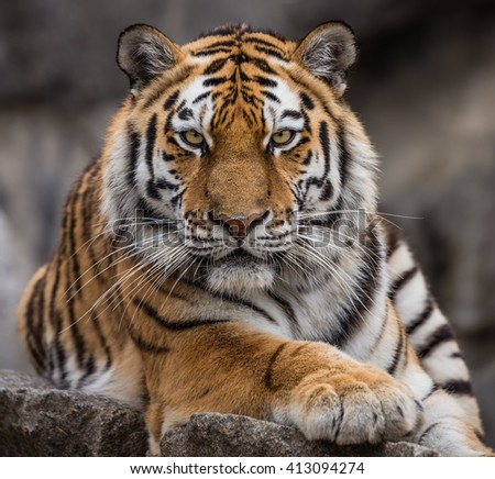 Close up view of a Siberian tiger (Panthera tigris altaica) Royalty-Free Stock Photo #413094274