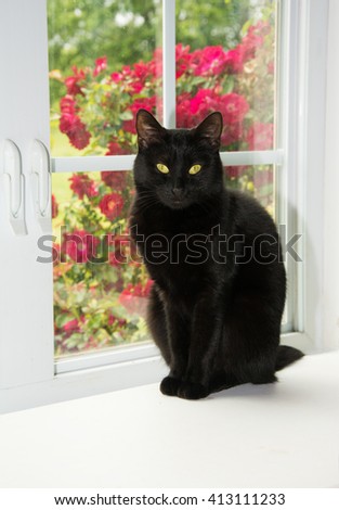 Beautiful black cat sitting in front of a white window, looking at the viewer, with roses on the background