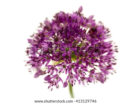 Purple allium onion flower on white background,  giant onion (Allium giganteum), close up