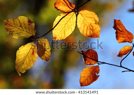 Colors of Autumn, leaves with beautiful bokeh, local focus