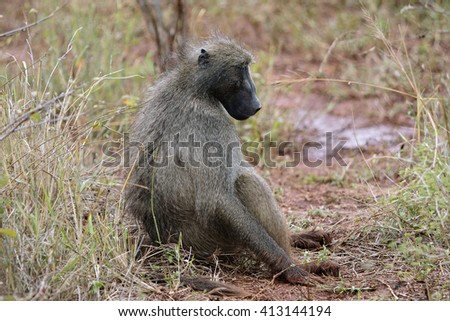 Baboon, Kruger safari park in South Africa