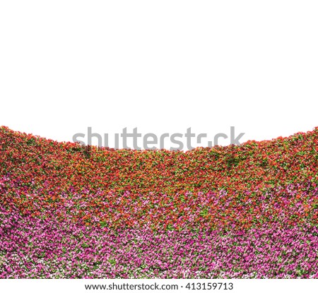 the wall of pansy flower with white blank space.